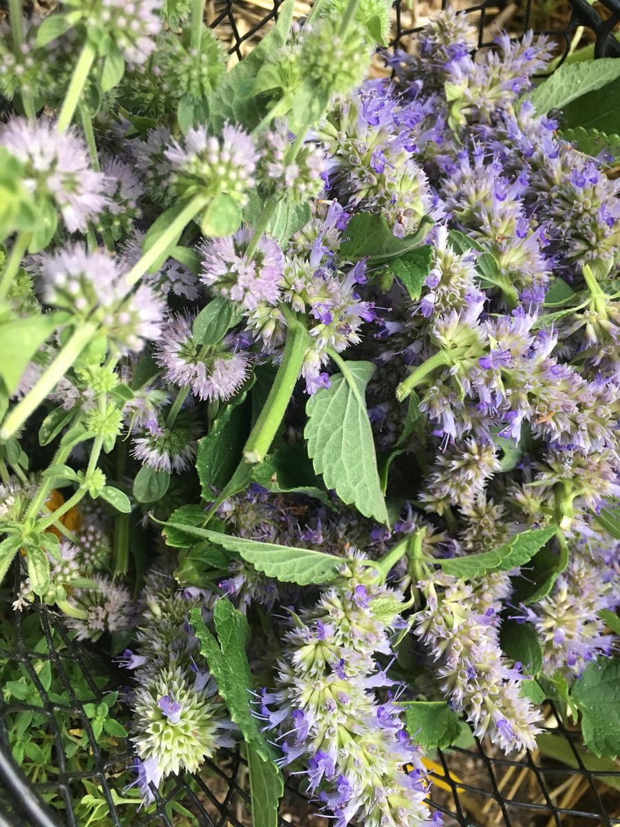 Anise Hyssop Seed (Heirloom) Starfish Honey