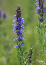 Hyssop Seeds - Hyssopus Officinalis