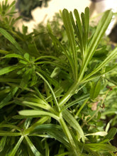 Cleavers (Dried Herb)