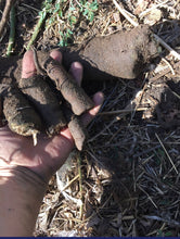 Strong Roots Tea (Ginger & Burdock Root)