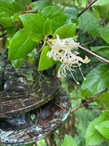 Honeysuckle - Landrace wild Lonicera flava - Live Plants
