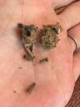 Horehound (White) Marrubium Vulagare Seed