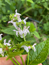 Germander (Teucrium canadense) seeds