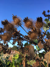Great Burdock Seed