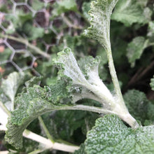 Horehound (Dried/Fresh) (White Horehound)