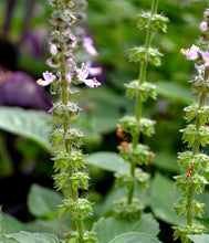 Holy Basil Seed - (Kapoor) Ocimum Sanctum