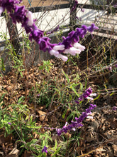 Sage  (Salvia leucantha) Santa Barbara Sage