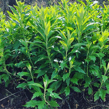 Mugwort Seed (Artemisia Douglasiana )