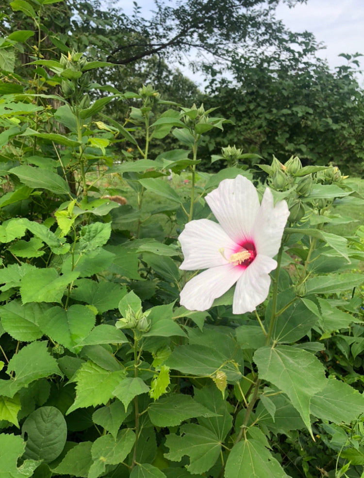 pink hibiscus flower seeds Hardy Hibiscus (Giant Rose Mallow) White/Crimson (15 ct seed pack) –  Starfish Honey