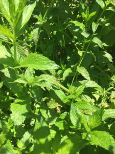 Peppermint (Mentha Longifolia)