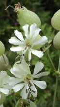 Silene Capensis (African Dream Root)