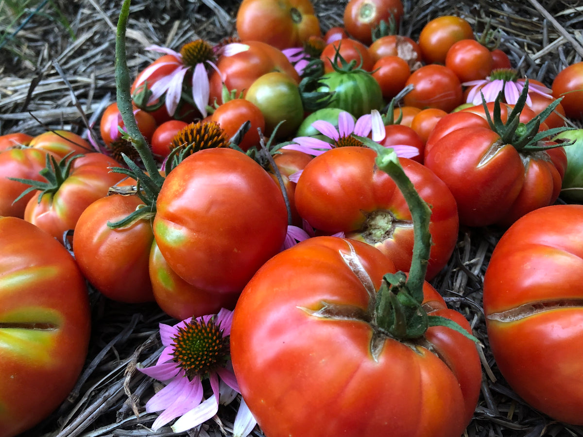 Tomato - German Baptist Heirloom Slicer – Starfish Honey