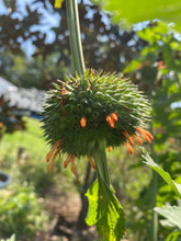 Klip Dagga Seeds (Leonotis nepetifolia)