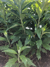 Mugwort (Dream Plant, Sage wort) Dried Whole Plant