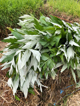 Mugwort (Dream Plant, Sage wort) Dried Whole Plant