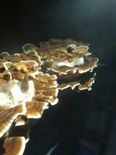 Turkey Tail Mushrooms (Fresh)