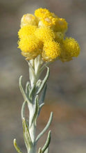 Life Everlasting Flower (helichrysum stoechas)