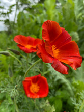 California Poppy - Red Mikado  (Eschscholzia californica) seed