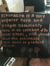 Echinacea Flower Heads - whole