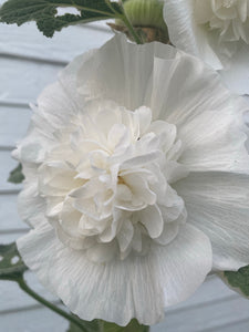Hollyhock (White Cloud) seed - Althaea Rosea