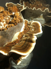 Turkey Tail Mushrooms (Fresh)
