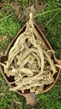 Silene Capensis (African Dream Root) seeds
