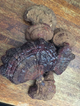Reishi Mushroom (dried, whole)