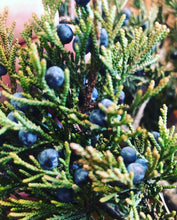 Juniper-Rose Salve and Body Balm