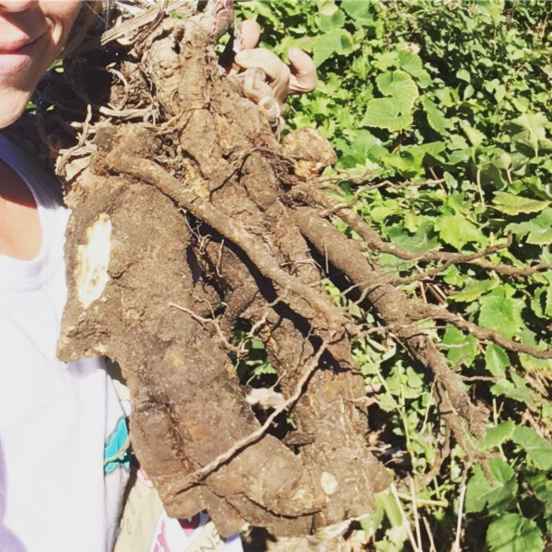 Burdock Root