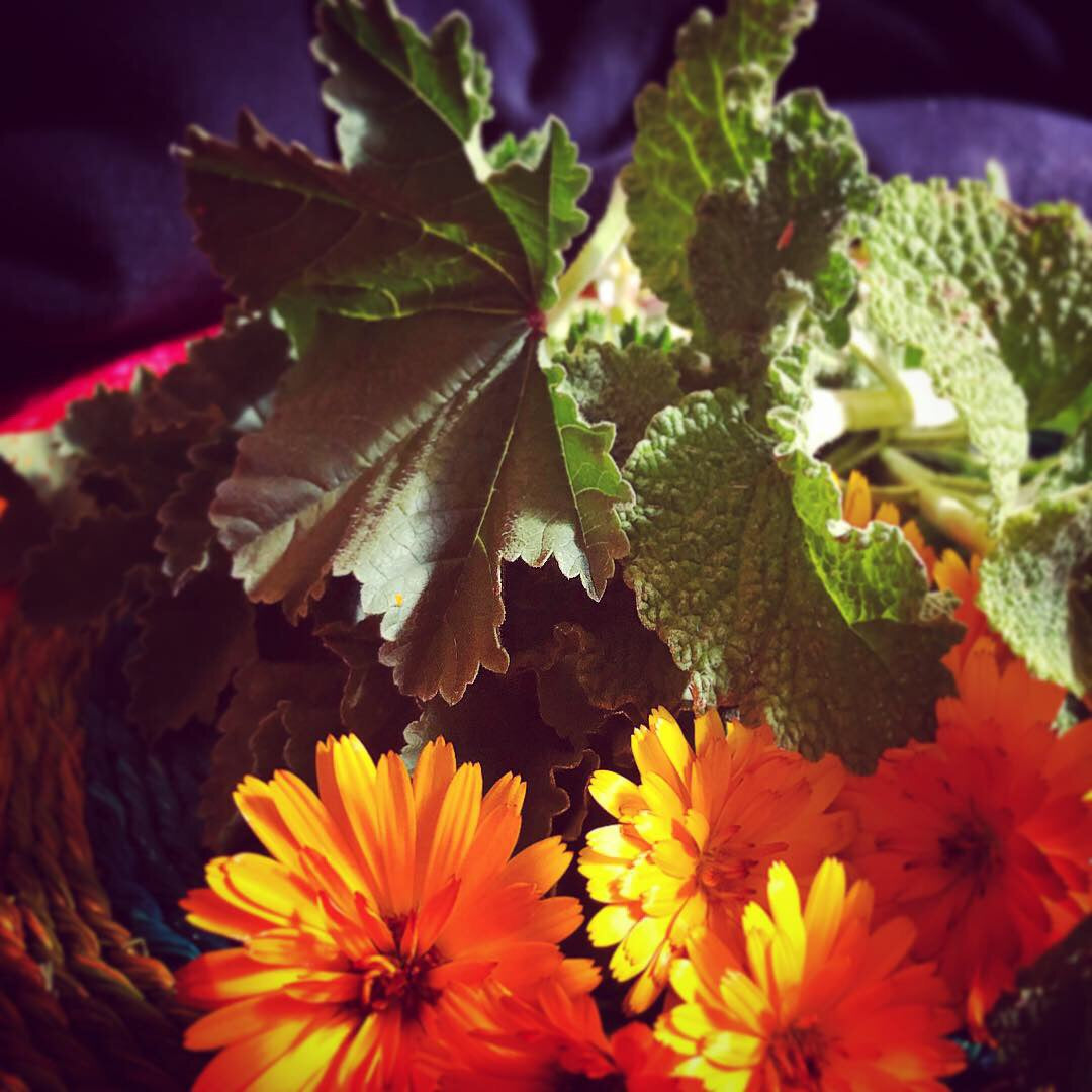 Cough Remedy Tea (Horehound, Calendula, Mullein & Marshmallow Root