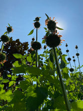 Klip Dagga Seeds (Leonotis nepetifolia)