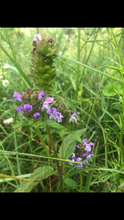Self Heal  (Prunella Vulgaris) seed