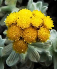 Life Everlasting Flower (helichrysum stoechas)