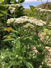 Yarrow seed (mixed colors)