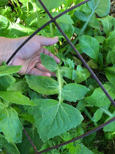 Prickly Lettuce (Lactuca Serriola) seed