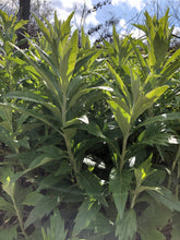 Mugwort (Dream Plant, Sage wort) Dried Whole Plant