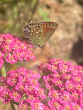 Yarrow seed (mixed colors)
