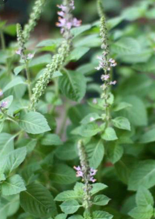 kapoor plant seeds Basil, Holy
