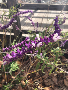 Sage  (Salvia leucantha) Santa Barbara Sage