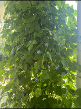 Morning Glory (Heavenly Blue Ivy leaf ) Ipomoea hederacea seeds