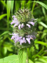 Downy Pagoda Mint (Wild Landrace) Seed