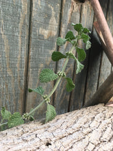 Horehound (Dried/Fresh) (White Horehound)