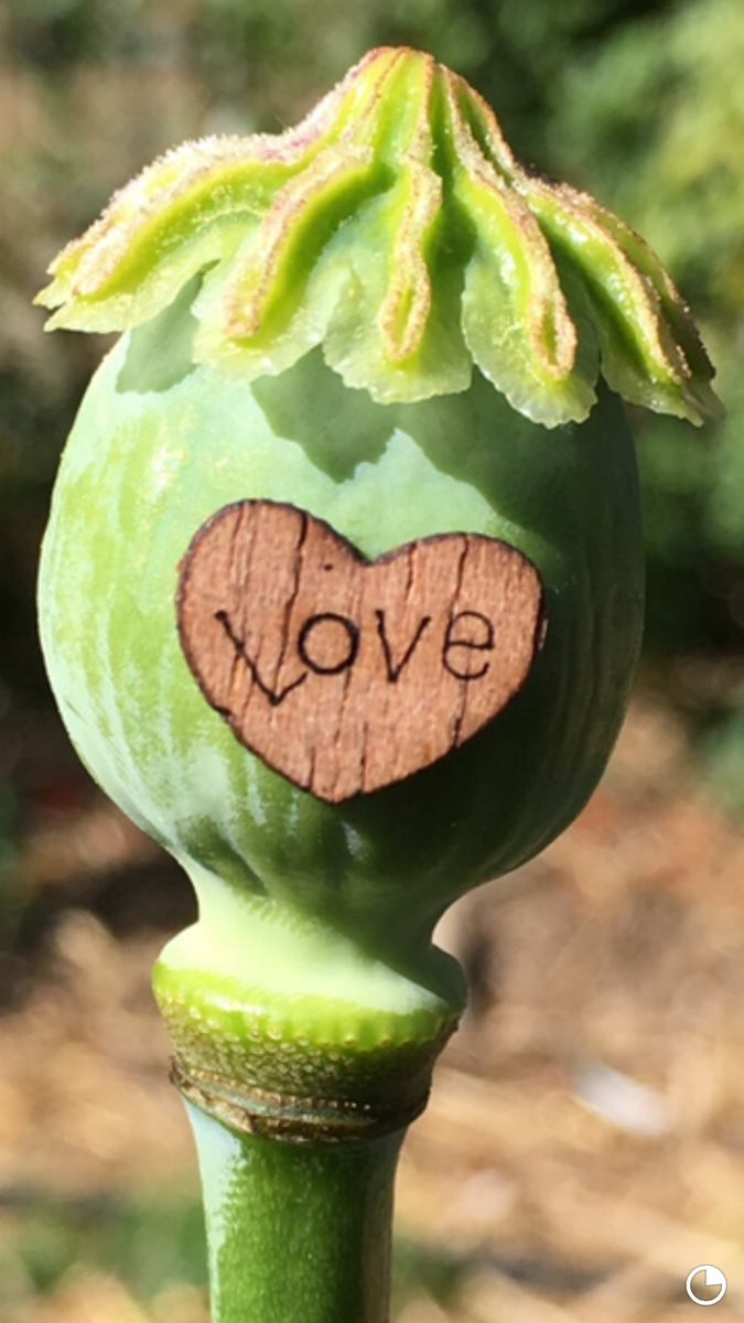 Poppy Mama's Somniferum Poppy Mix 1/4 ounce – Starfish Honey