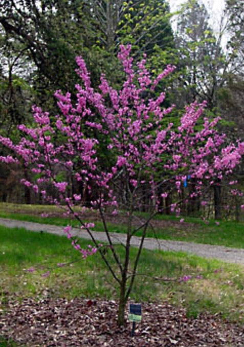 planting red bud seeds Redbud Tree seeds Cercis Canadensis – Starfish Honey