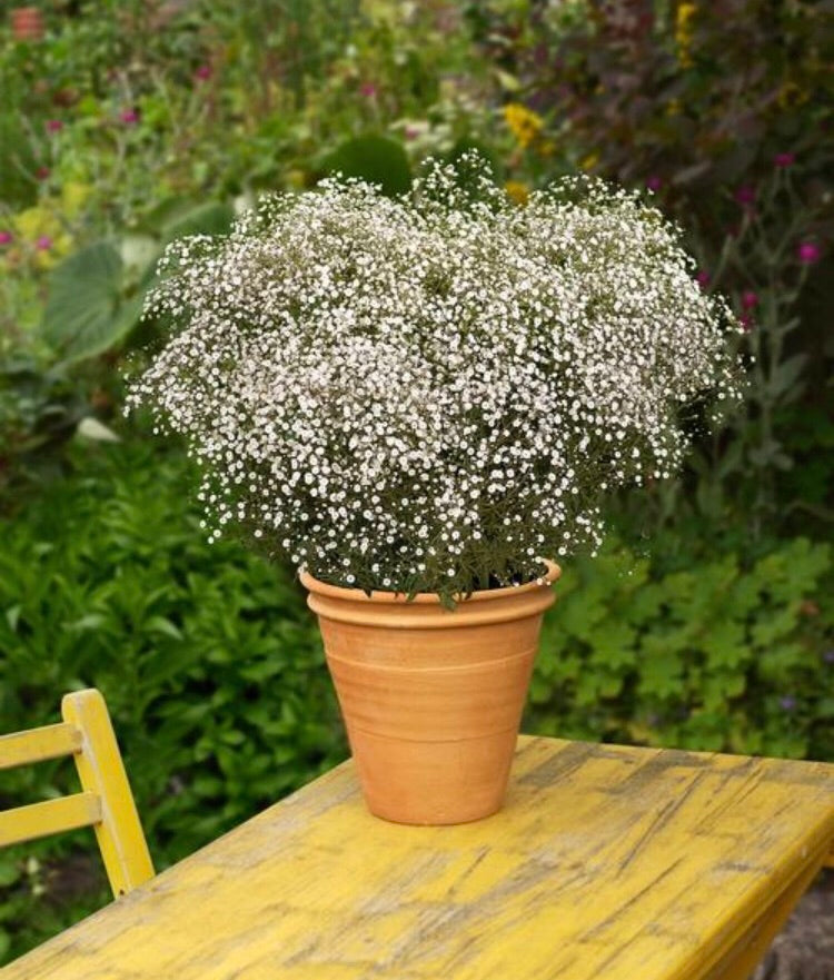 How to Grow Gypsophilia (Baby's Breath)