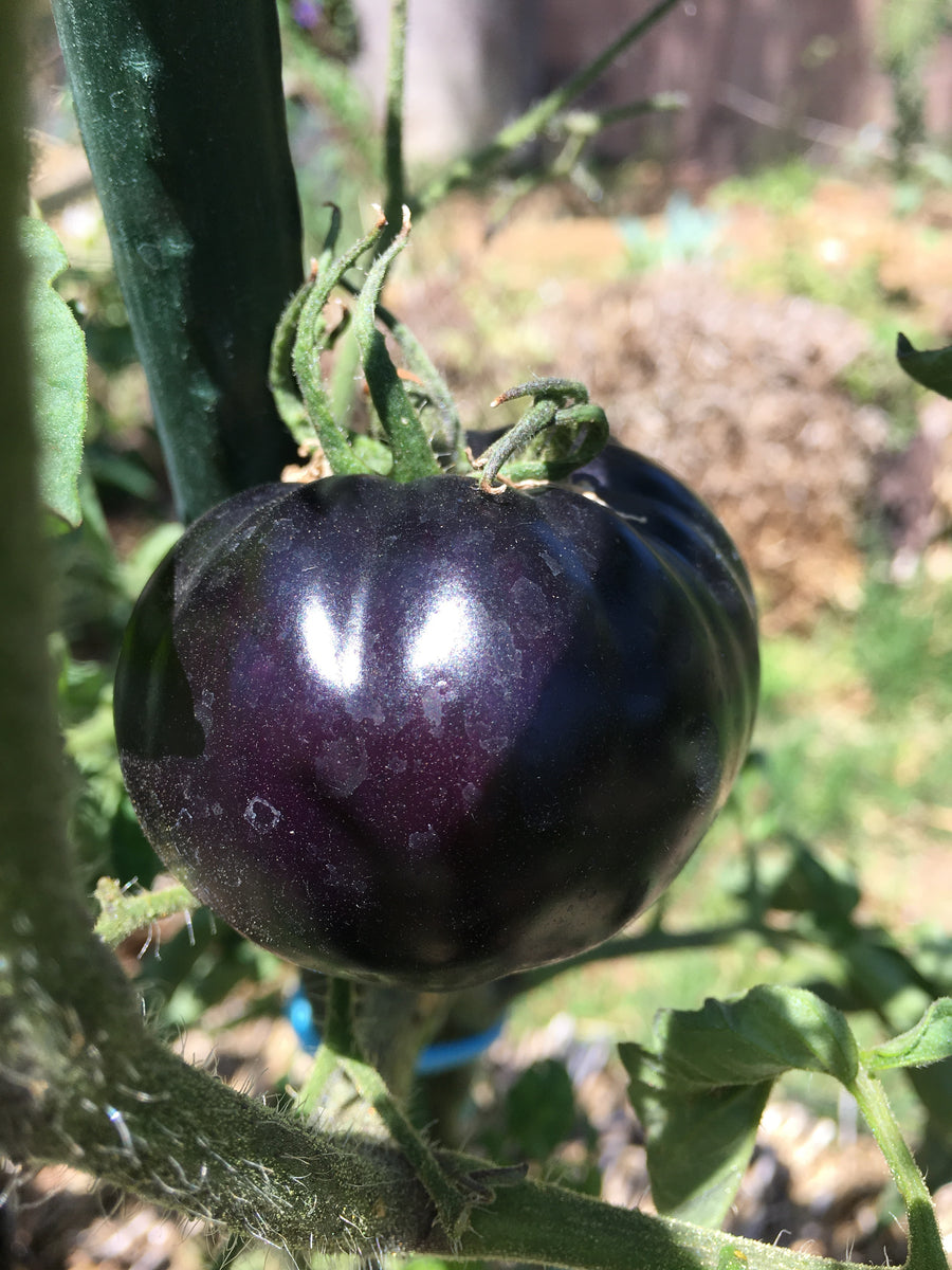 Tomato - German Baptist Heirloom Slicer – Starfish Honey