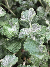 Horehound (Dried/Fresh) (White Horehound)