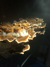 Turkey Tail Mushrooms (Fresh)