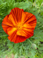 California Poppy - Red Mikado  (Eschscholzia californica) seed