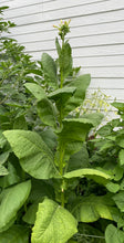 Tobacco (Connecticut Broadleaf) seeds
